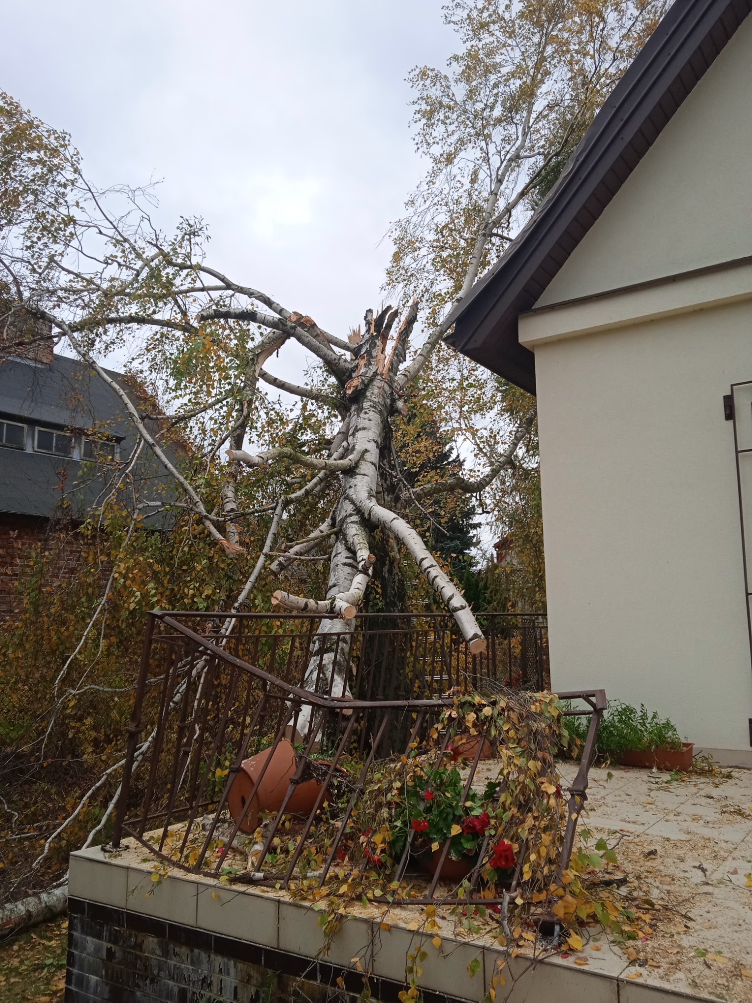 Uszkodzona brzoza po wycince, z widocznymi śladami cięcia na pniu i gałęziach, opierająca się o budynek, z porozrzucanymi liśćmi i gałęziami na balkonie.