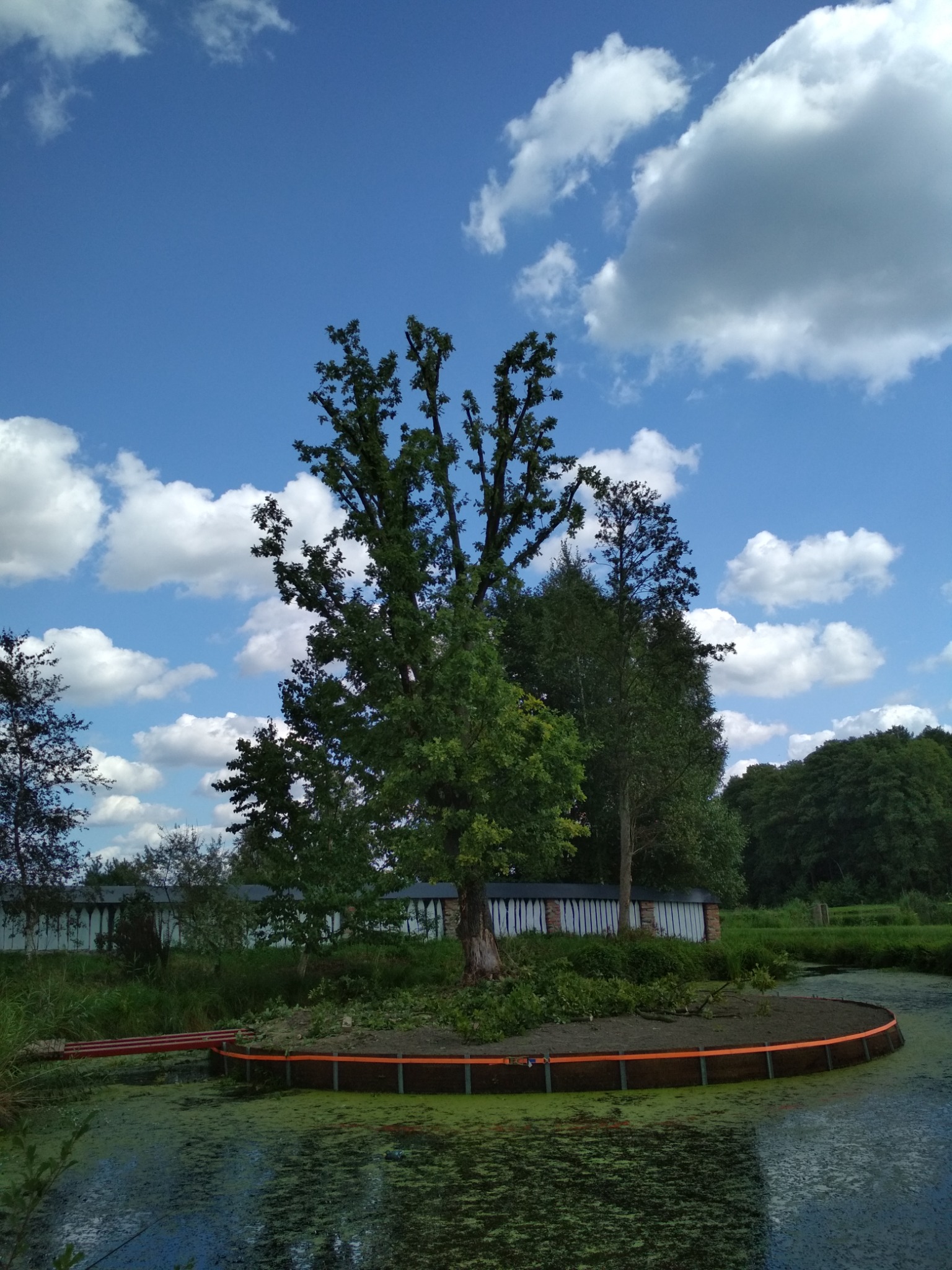 Oczyszczony teren wokół drzewa na małej wyspie otoczonej wodą z glonami, zabezpieczony pomarańczową barierą, błękitne niebo z białymi chmurami w tle.