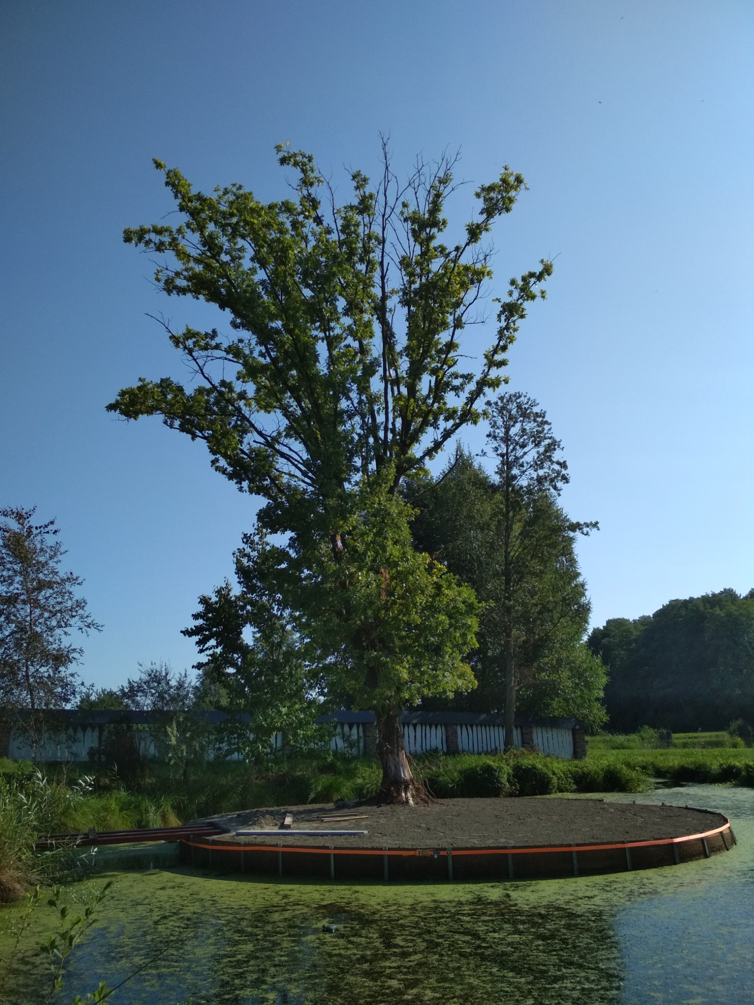 Drzewo z zielonymi liśćmi rosnące na okrągłej platformie otoczonej wodą pokrytą zielonymi glonami.