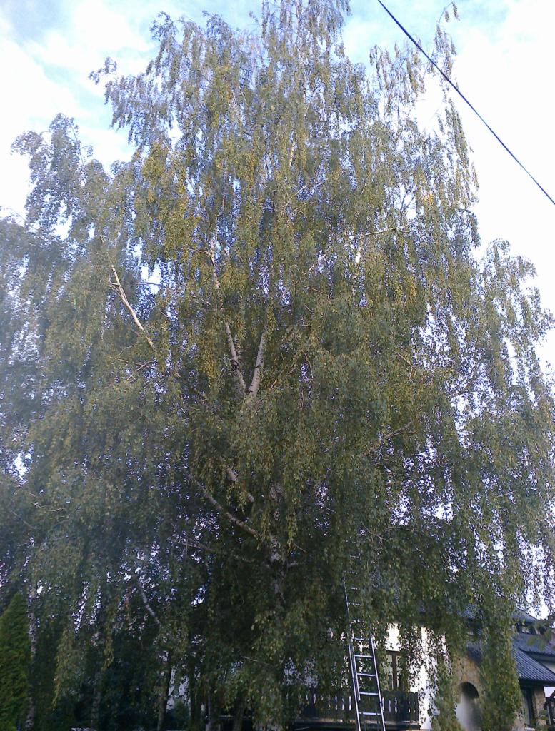 Brzoza przed przeswietleniem