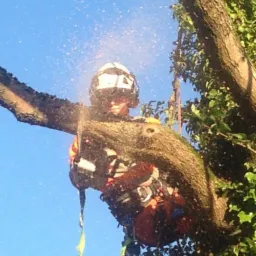 Arborysta w kasku i uprzęży, zawieszony na drzewie, tnie gałąź piłą łańcuchową, w tle błękitne niebo.