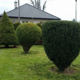 Ogród z trzema przyciętymi krzewami w kształcie stożka, kuli i serca na tle domu z szarym dachem.