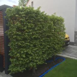 Formowane drzewa tworzące żywopłot na tle jasnego domu i częściowo widocznego żółtego samochodu, z niebieskim wężem nawadniającym u podstawy.