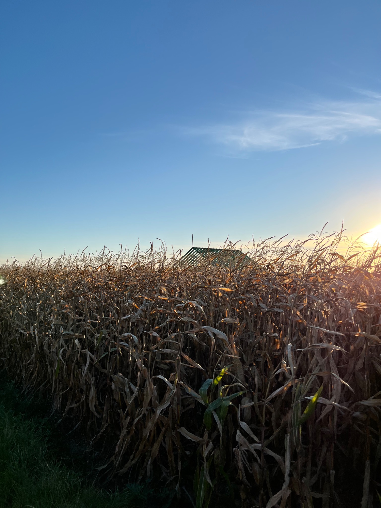 Konstrukcja dachu domu szkieletowego widoczna zza uschniętego pola kukurydzy w promieniach zachodzącego słońca.