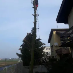 Arborysta w czerwonym kombinezonie, zabezpieczony linami, w trakcie wycinki wysokiego drzewa iglastego przy domu jednorodzinnym, na ziemi stos pociętych pni.