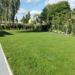 Ogrodowe Sprawy S.C. Przemysław Kubiak Katarzyna Kubiak - Zadbany trawnik z regularnie przystrzyżoną trawą, obrzeża obsadzone kwitnącymi hortensjami i młodymi brzózkami. W tle widoczny budynek i zielona ściana z krzewów.