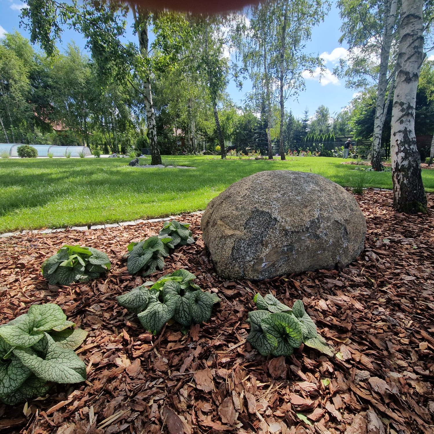Urokliwy ogród z dużym kamieniem, rabatą z roślin okrywowych na korze i trawnikiem w tle, otoczony drzewami liściastymi w słoneczny dzień.