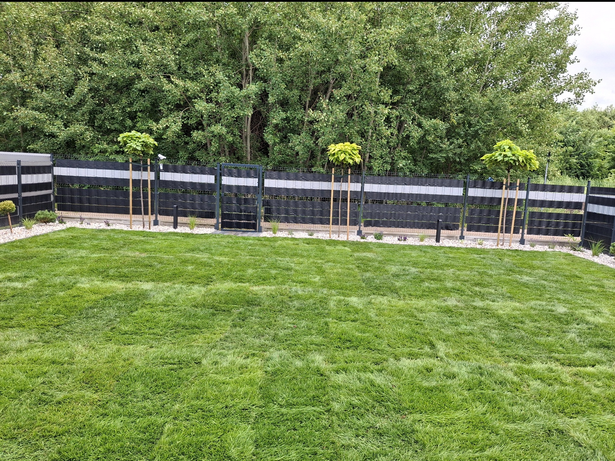 Zadbany trawnik z równo przystrzyżoną trawą, obrzeża z białego kamienia, ozdobne drzewka formowane w kule, czarno-szare ogrodzenie panelowe, tło z zielonych drzew.