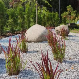 Aranżacja ogrodu z dużymi kamieniami, ozdobną trawą o czerwonych końcówkach i wysypanym białym grysem, na tle iglaków i młodego drzewa.