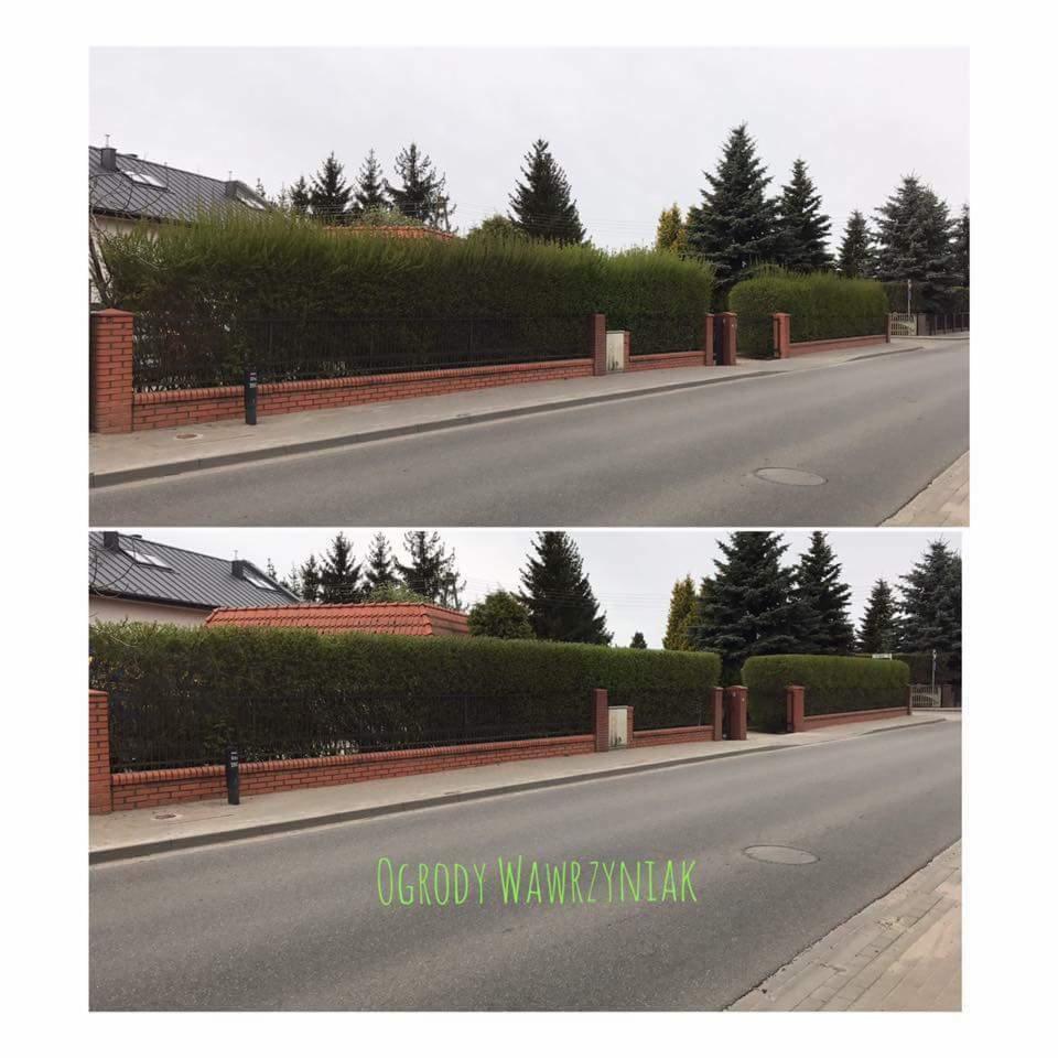 Równy, gęsty żywopłot z ciemnozielonych liści, oddzielający posesję od ulicy, z widocznymi fragmentami muru z czerwonej cegły i metalowego ogrodzenia.