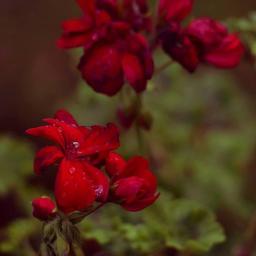 Fotograf ślubny Gdańsk 3