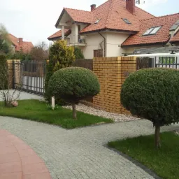 Uporządkowany przydomowy ogród z dwoma kulistymi krzewami, kostką brukową, żywopłotem i domem z czerwoną dachówką w tle, z widoczną kosiarką spalinową.