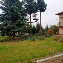 Pracownik w pomarańczowym kombinezonie, na podnośniku koszowym, przycina wysokie świerki na posesji z zadbanym trawnikiem i ozdobnymi krzewami. Na trawniku leżą odcięte gałęzie, w tle widoczny...