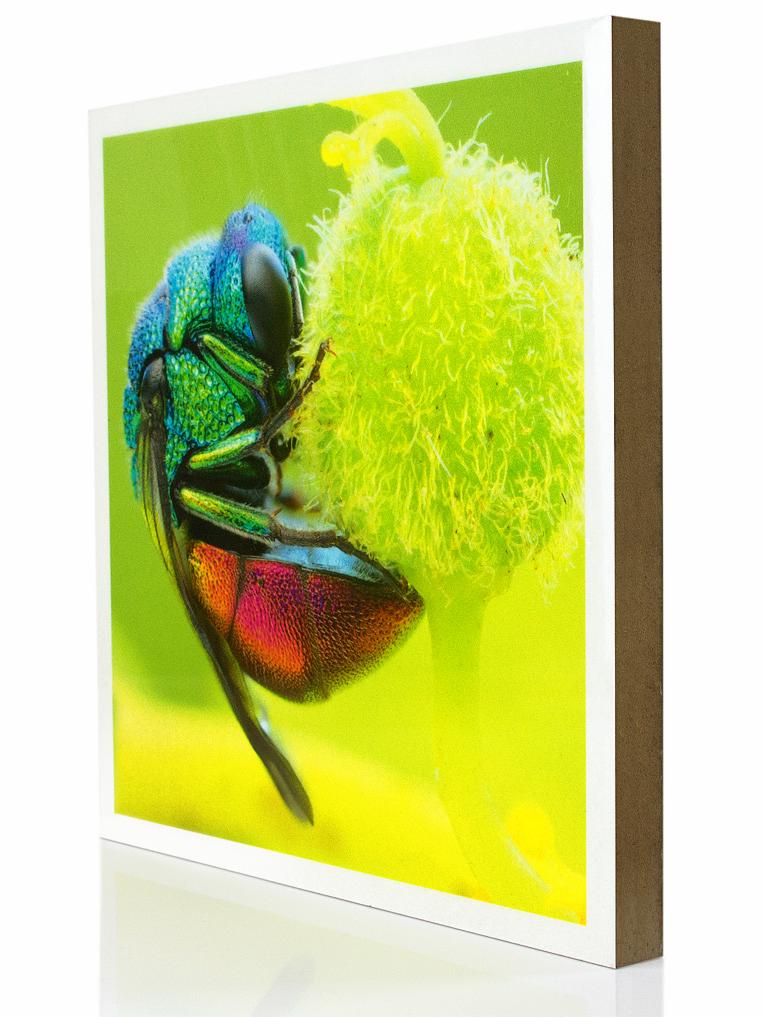 Bliski kadr wydrukowanego zdjęcia przedstawiającego metalicznie zielonego owada na zielono-żółtym tle, umieszczonego na drewnianym podobraziu z białą ramką.