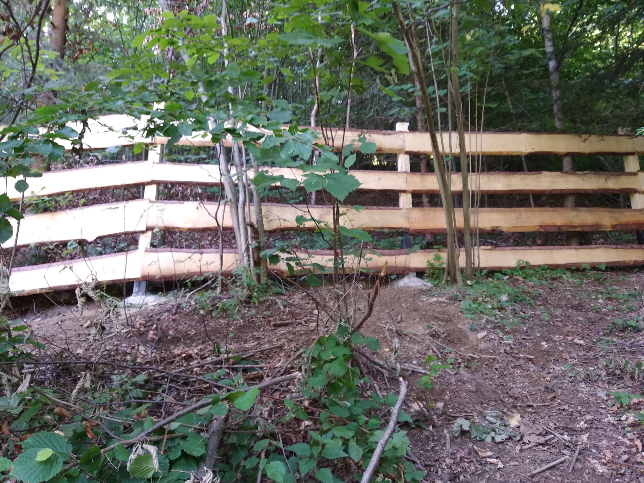 Ogrodzenie typu ranczo wykonane z surowego drewna, z widocznymi słojami i korą, umieszczone na nierównym terenie leśnym porośniętym młodymi drzewami i gałęziami.