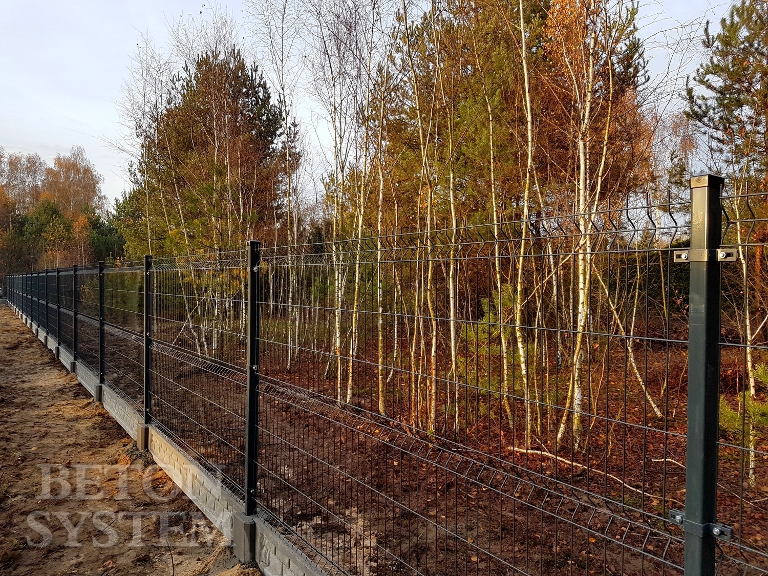 Ciemnoszare ogrodzenie panelowe z podmurówką betonową na tle jesiennego lasu z brzozami i drzewami iglastymi, widok z boku.