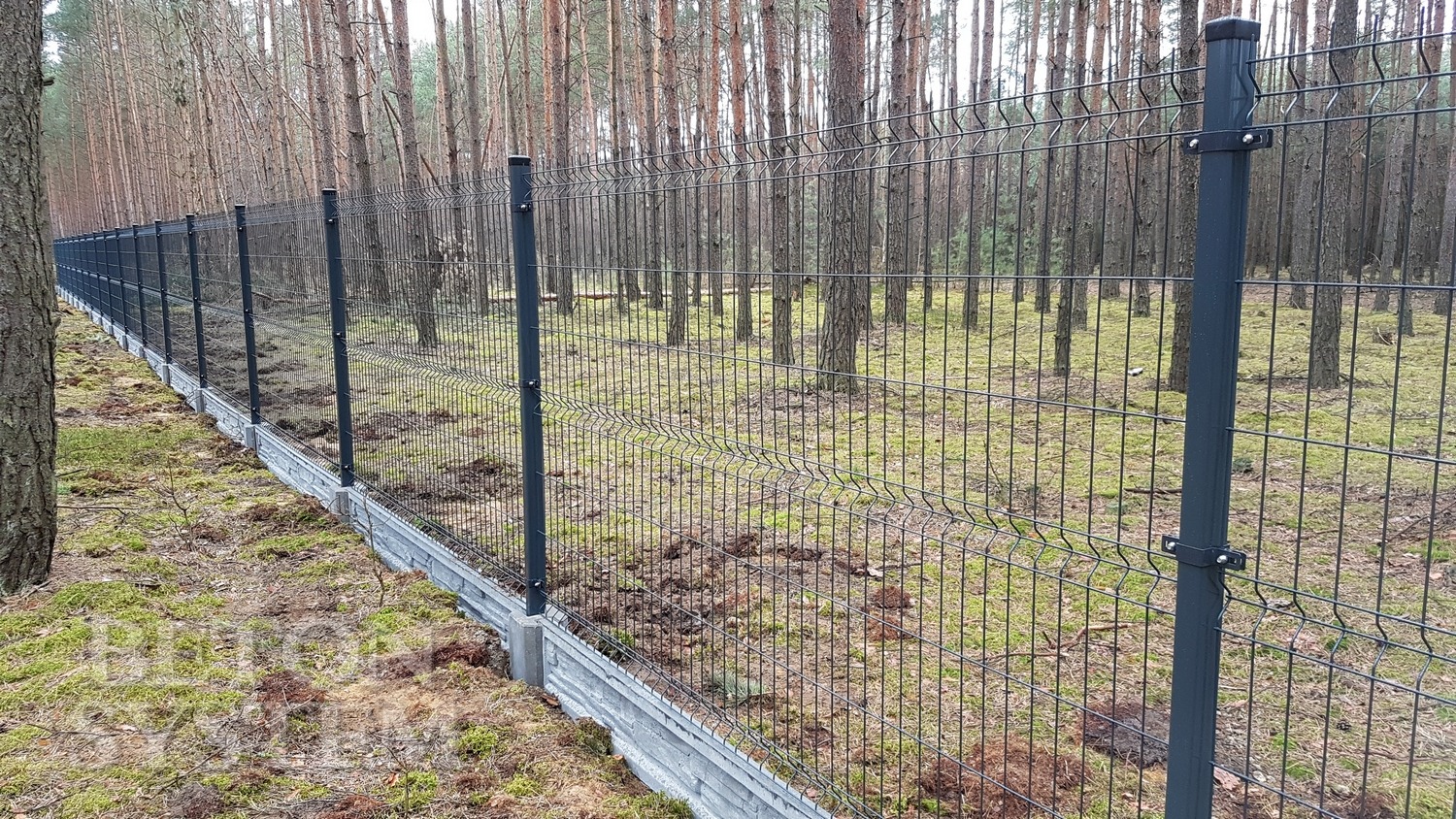 Długie, grafitowe ogrodzenie panelowe z podmurówką betonową, otoczone sosnowym lasem, widoczne z perspektywy gruntu.