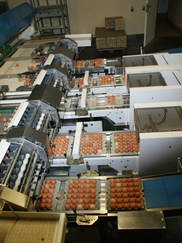 Automatyczna linia sortownicza z brązowymi produktami w wytłaczankach, widok z góry, w tle ułożone kartony z produktami.