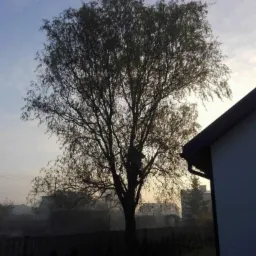 Ścinka sekcyjna Lipa