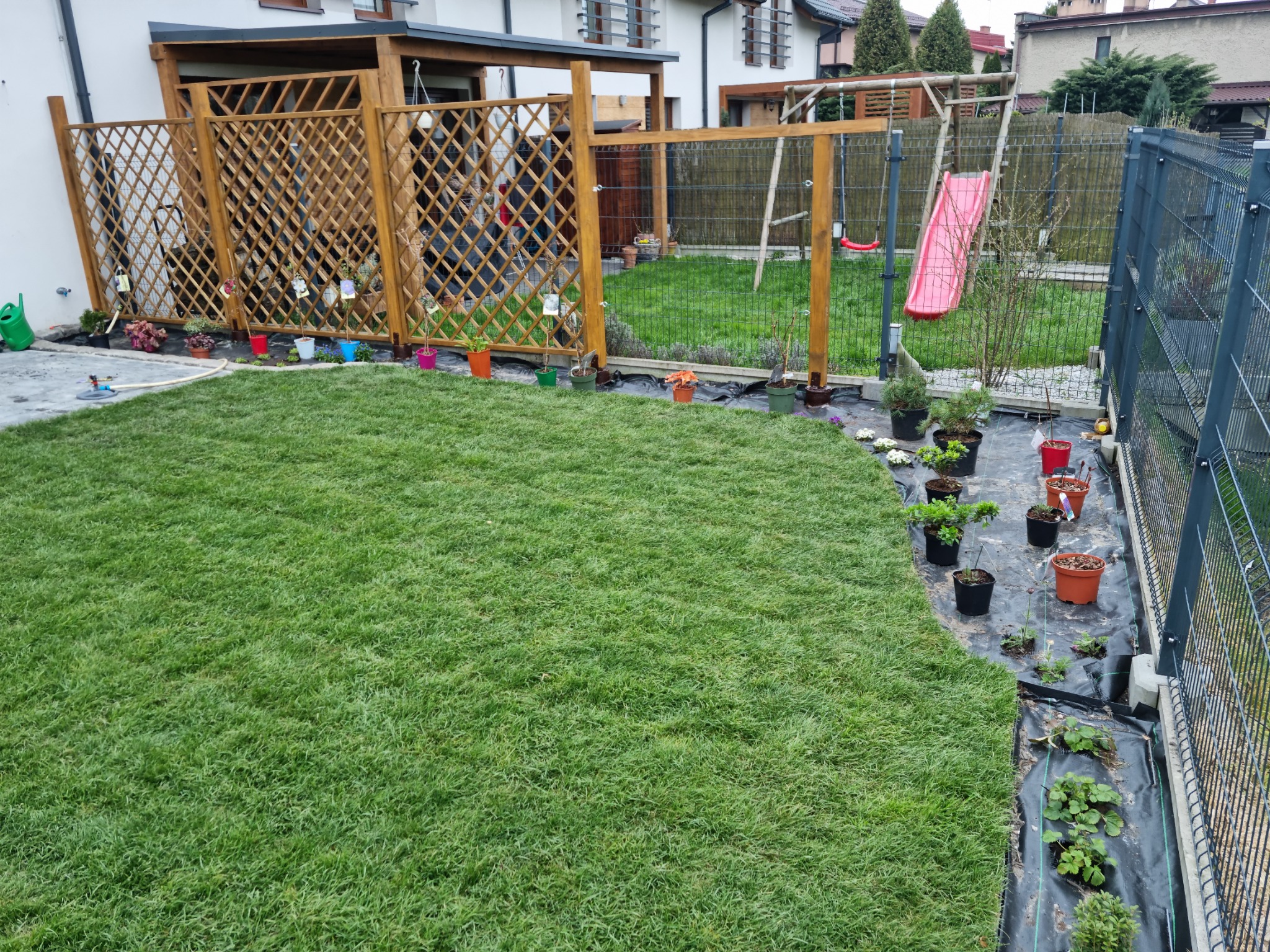 Świeżo ułożona trawa z rolki na posesji z przygotowanymi sadzonkami w doniczkach wzdłuż ogrodzenia i drewnianej kratownicy.