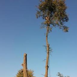 Bodio Drwal Arborystyka - Arborysta w kasku, wysoko na drzewie podczas wycinki gałęzi, obok pień po ściętym drzewie, błękitne niebo w tle.
