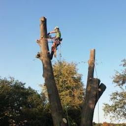 Bodio Drwal Arborystyka - Arborysta w kasku i uprzęży, pracujący na wysokości na pniu obciętego drzewa, zabezpieczony linami, z widocznymi pozostałościami gałęzi i drzew w tle.