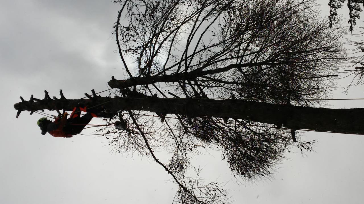 Arborysta w pomarańczowym kombinezonie i kasku, zawieszony na linach, pracuje na wysokości w koronie drzewa z gołymi gałęziami, pochmurne niebo w tle.