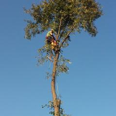 Arborysta w uprzęży, na wysokości, z piłą spalinową, podczas pracy na drzewie o rozłożystej koronie, na tle błękitnego nieba.