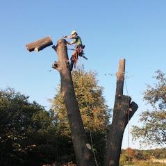 Arborysta w kasku i uprzęży, z piłą łańcuchową, na wysokości, podczas usuwania gałęzi drzewa. Widoczne odcięte fragmenty pnia i gałęzi oraz liny asekuracyjne.