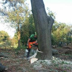 Mężczyzna w zielonej koszulce i pomarańczowych spodniach tnie piłą spalinową grube drzewo, w tle widoczny las i ścięte gałęzie.