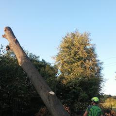 Ścięty pień drzewa leżący na tle zieleni, obok pracownik w kasku i kamizelce, widoczne świeże cięcia.