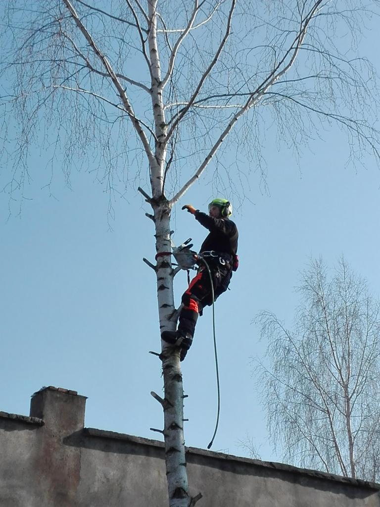 Pracownik w kasku i uprzęży, w trakcie wspinaczki na wysoką brzozę, z piłą spalinową przymocowaną do pasa, przygotowuje się do cięcia gałęzi.