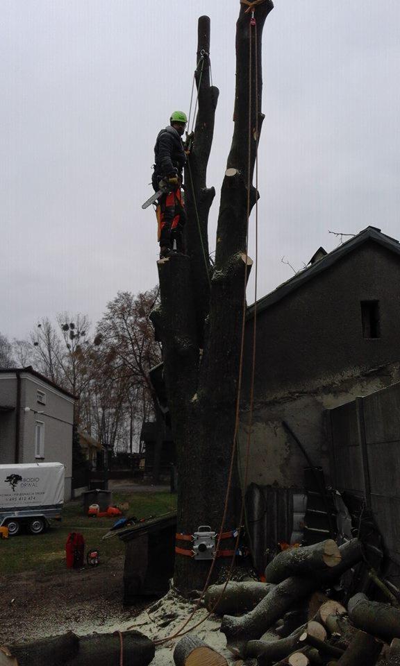 Arborysta w kasku i uprzęży, z piłą spalinową, podczas usuwania gałęzi z wysokiego drzewa. W tle budynek i przyczepa z logo firmy.