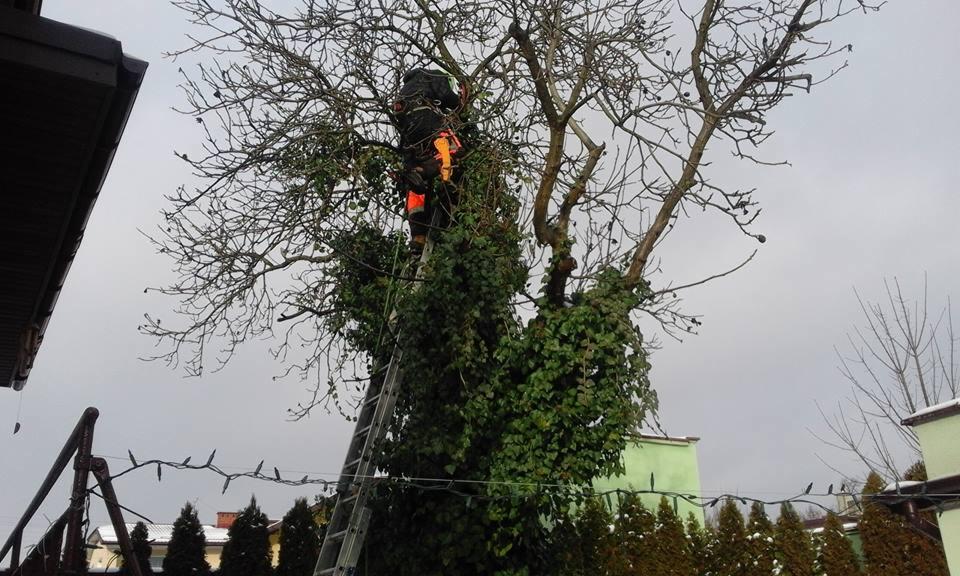 Pracownik w odzieży ochronnej na drabinie, wspięty w drzewo obrośnięte bluszczem, przygotowuje się do cięcia gałęzi.