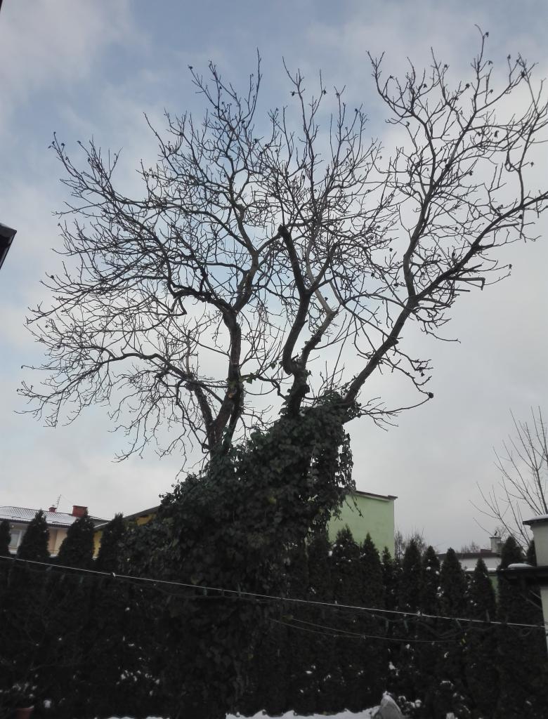 Drzewo bez liści, częściowo porośnięte bluszczem, widoczne na tle pochmurnego nieba i zabudowań.