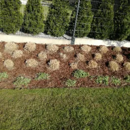 Rabata z korą, suchymi trawami ozdobnymi i młodymi roślinami, oddzielona od trawnika, w tle rząd tuj i metalowe ogrodzenie.