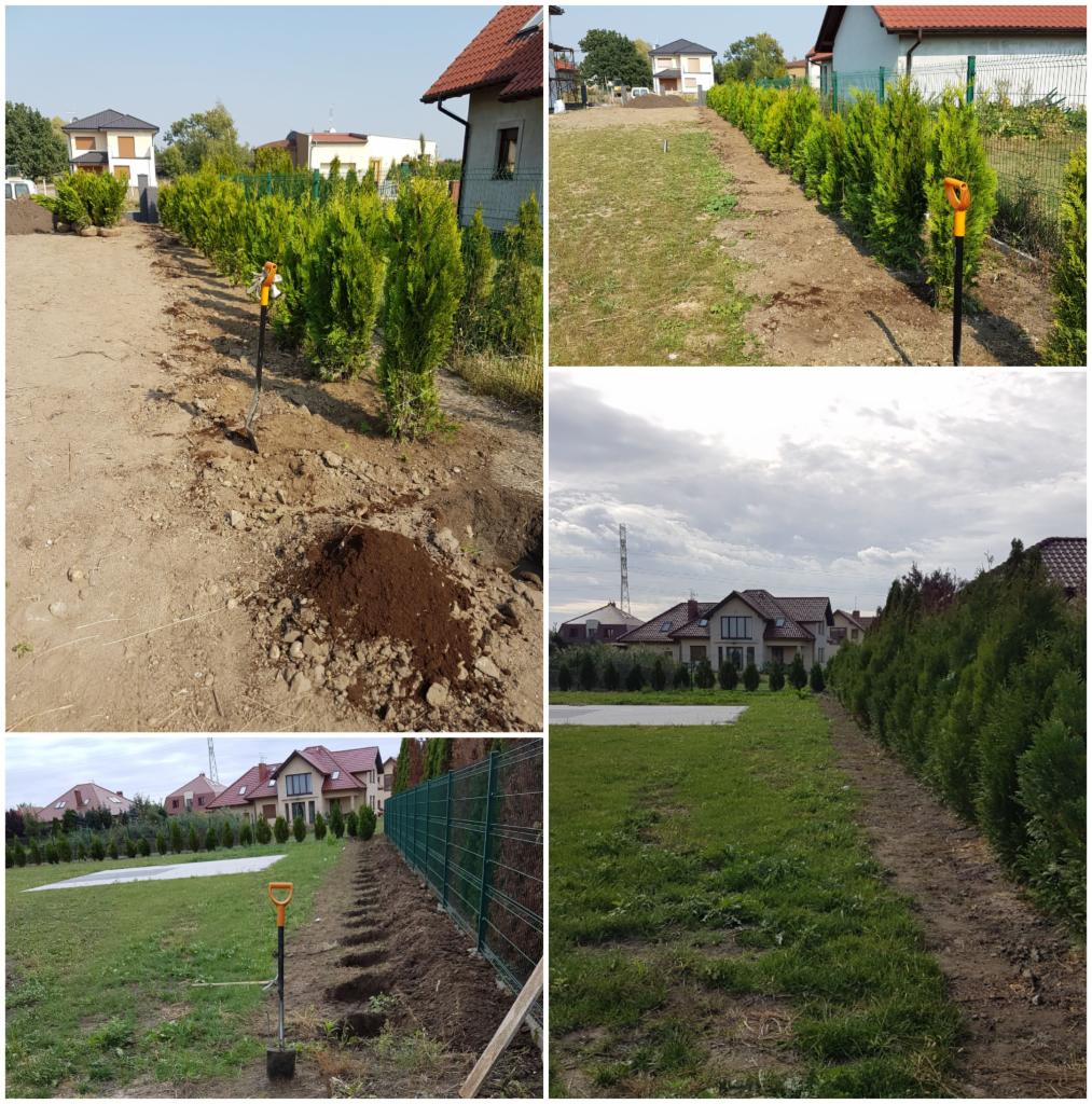 Rząd świeżo posadzonych tuj szmaragdowych wzdłuż ogrodzenia, z widocznymi wykopanymi dołkami i stertą ziemi przygotowaną do sadzenia, łopata wbita w ziemię.