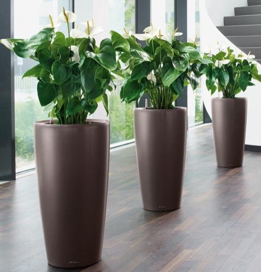 Trzy anturium w wysokich, brązowych donicach stoją w rzędzie wzdłuż jasnego, przeszklonego korytarza z drewnianą podłogą i schodami w tle.