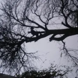 Sylwetka osoby wspinającej się na rozłożyste, ogołocone z liści drzewo na tle pochmurnego nieba; widok z dołu, gałęzie tworzą gęstą sieć.