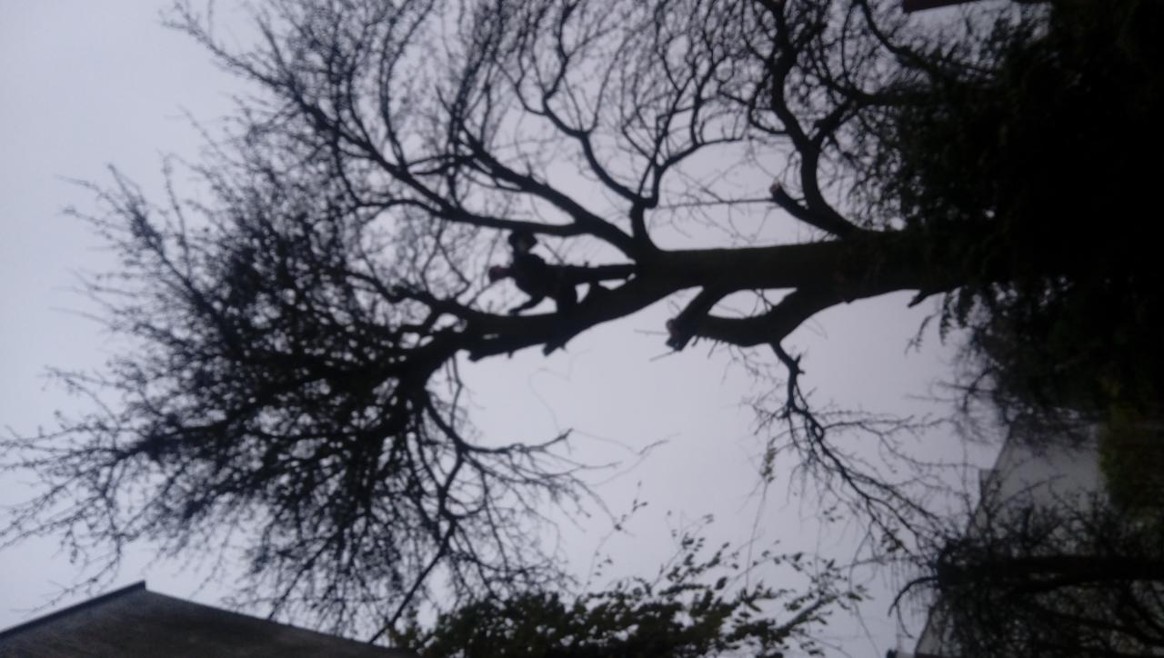 Sylwetka osoby wspinającej się na rozłożyste, ogołocone z liści drzewo na tle pochmurnego nieba; widok z dołu, gałęzie tworzą gęstą sieć.