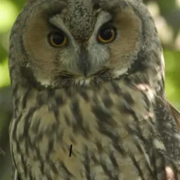 Portret sowy uszatki z charakterystycznymi piórami na głowie, na tle zielonych liści. Intensywne spojrzenie i upierzenie w odcieniach brązu i szarości.