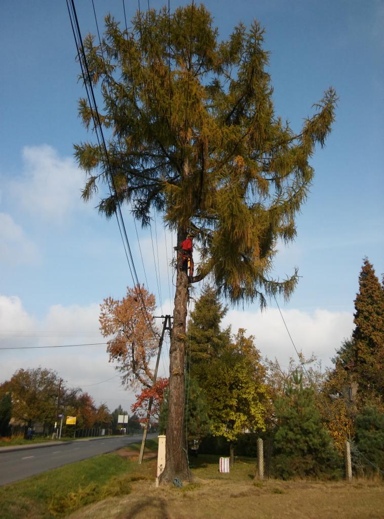 Arborysta w czerwonym ubraniu na wysokości przycina gałęzie wysokiej sosny, w tle błękitne niebo i linia energetyczna