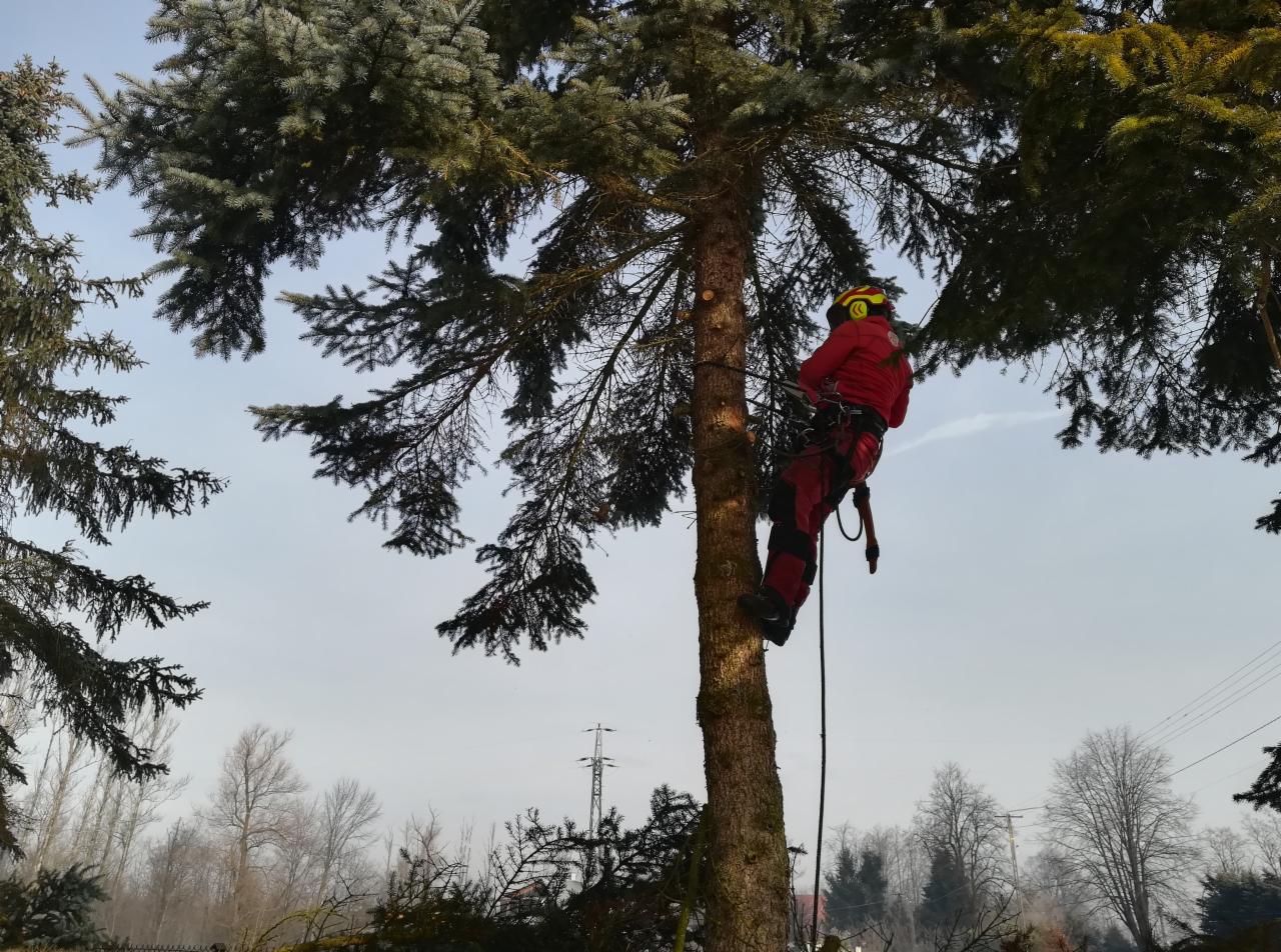 Arborysta w czerwonym kombinezonie i żółtym kasku, wspinający się na wysoką sosnę przy użyciu lin, widoczne przycięte gałęzie u podstawy drzewa.