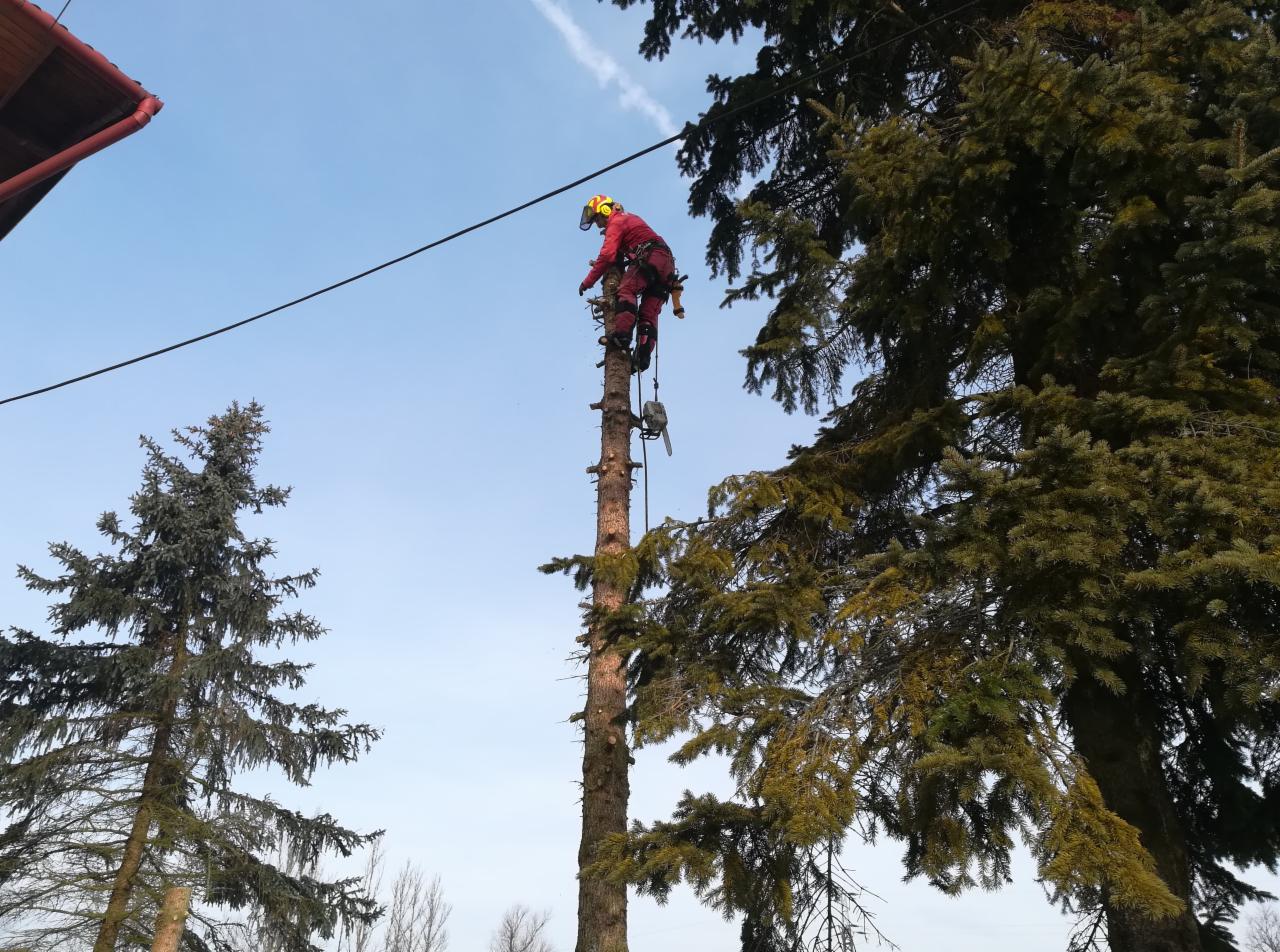 Arborysta w czerwonym kombinezonie, z piłą łańcuchową, przywiązany liną, na wysokiej, ogołoconej z gałęzi sośnie, w trakcie wycinki drzewa, na tle błękitnego nieba z pojedynczymi chmurami.