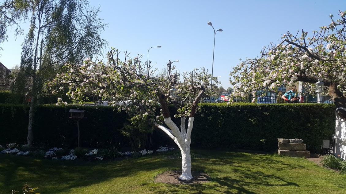 Wiosenny ogród z kwitnącym drzewem owocowym o pomalowanym na biało pniu, świeżo przycięte gałęzie, trawnik i żywopłot w tle.