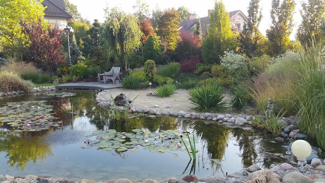 Oczko wodne z liliami wodnymi otoczone kamieniami i roślinnością ozdobną, w tle zadbany ogród z drzewami i krzewami, widoczne krzesła ogrodowe na drewnianym podeście.