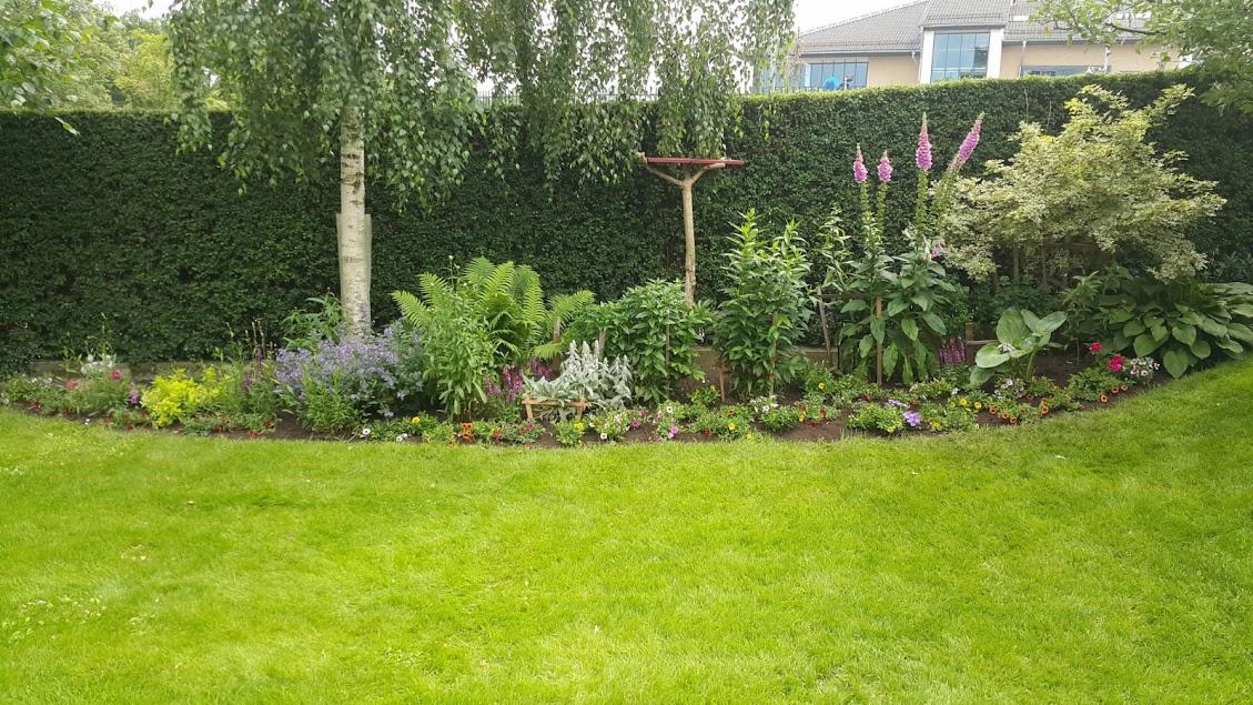 Kwitnący rabat kwiatowy z różnorodnymi roślinami, w tym paprocie, pod brzozą na tle wysokiego, strzyżonego żywopłotu.