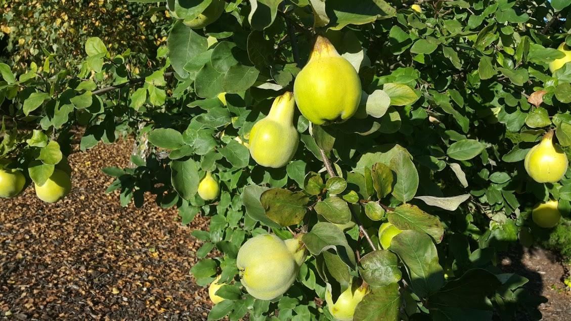 Krzew z owocami pigwy w słoneczny dzień, widoczne liście i owoce w różnych stadiach dojrzałości, tło z opadłych liści.