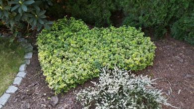 Kompaktowy, niski krzew o gęstym ulistnieniu w ogrodzie, otoczony korą i obrzeżem z kamieni. W tle inne krzewy i trawa.