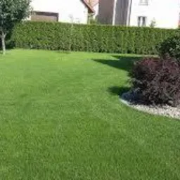 Starannie utrzymany trawnik z regularnie przyciętą trawą, obrzeżem z białych kamieni i dekoracyjnym krzewem na tle żywopłotu z tui i domu.